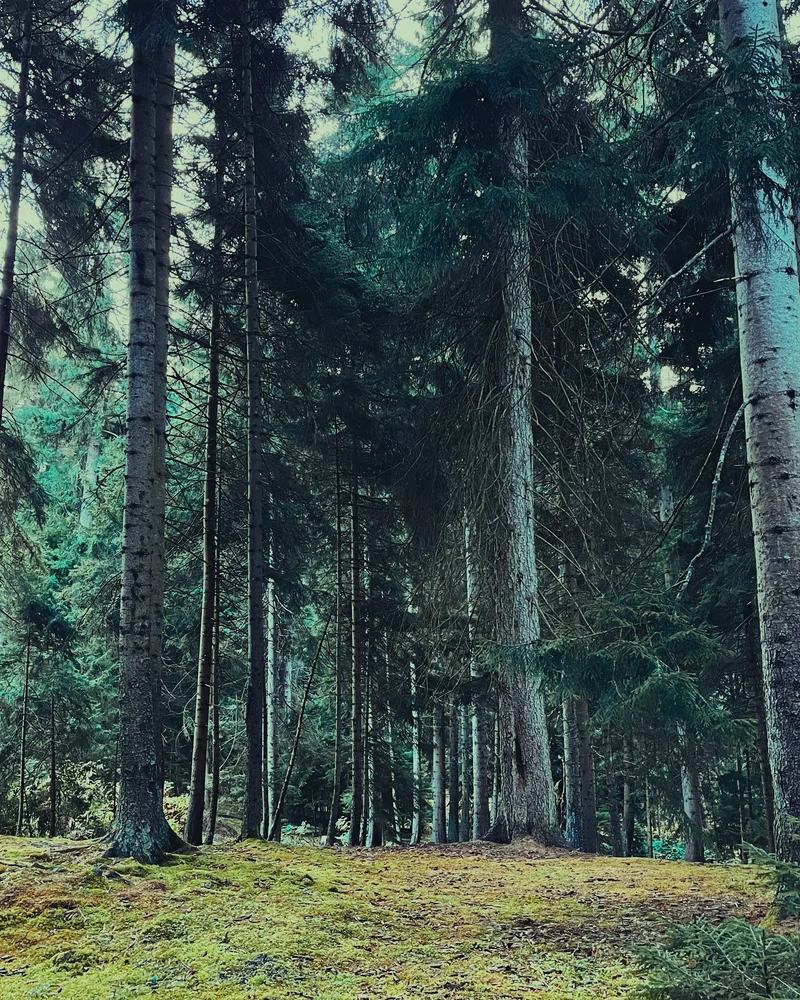Sunlight filtering through a deep green forest